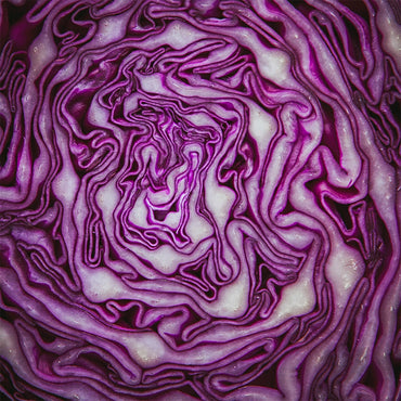 Farm Fresh Purple Cabbage Head