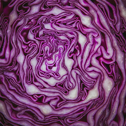 Farm Fresh Purple Cabbage Head