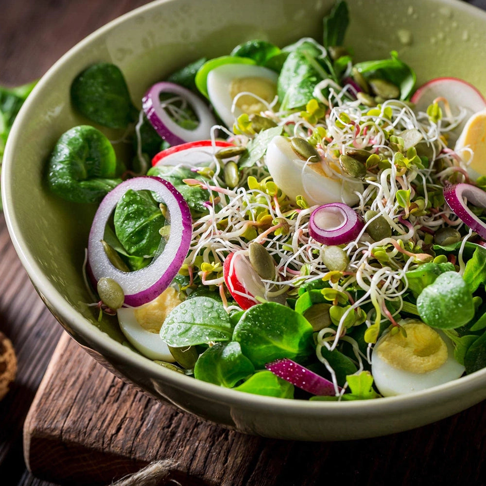 Healthy Mixed Salad Seeds Sprouting