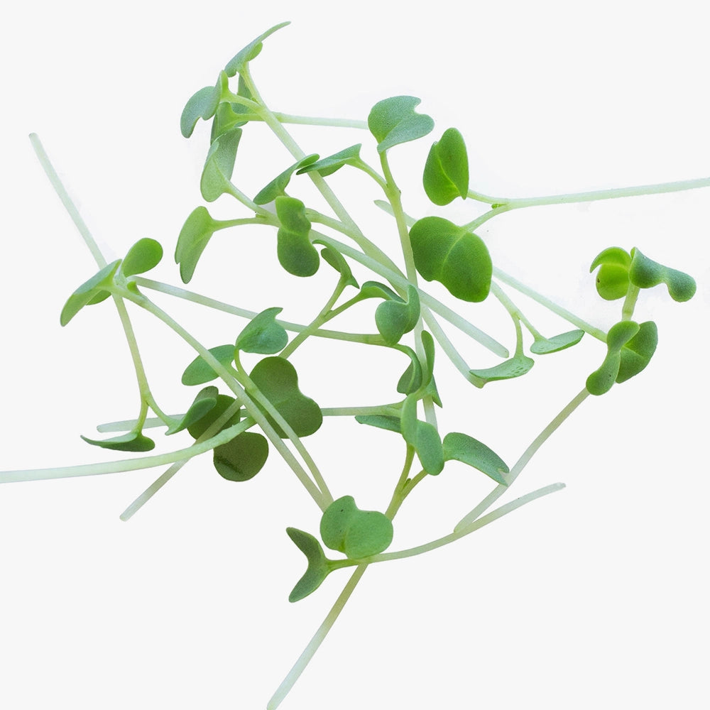 Premium Garden Vegetable Seeds Packet