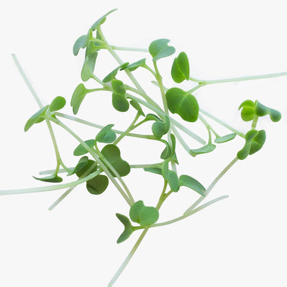 Premium Garden Vegetable Seeds Packet