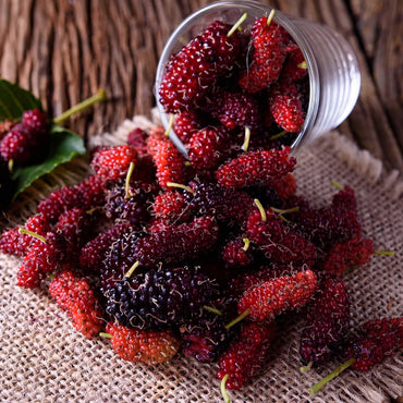 Organic Farm Fresh Red Mulberries