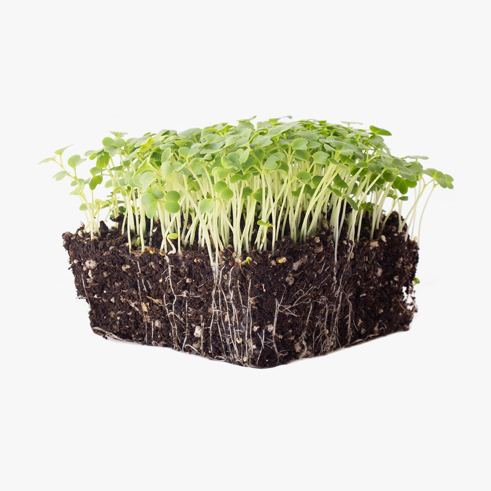 Premium Garden Vegetable Seeds Packet